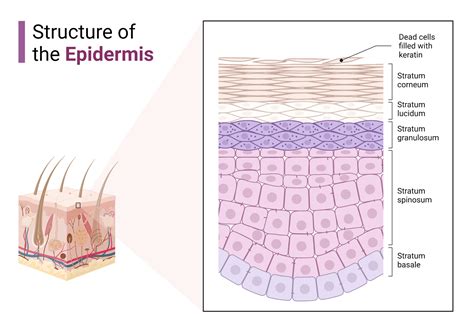 Structure of the Epidermis | BioRender Science Templates