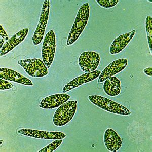 Euglena | Definition, Diagram, Movement, Classification, & Facts ...