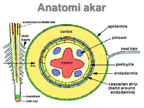 Struktur Anatomi Akar Dikotil Dan Monokotil