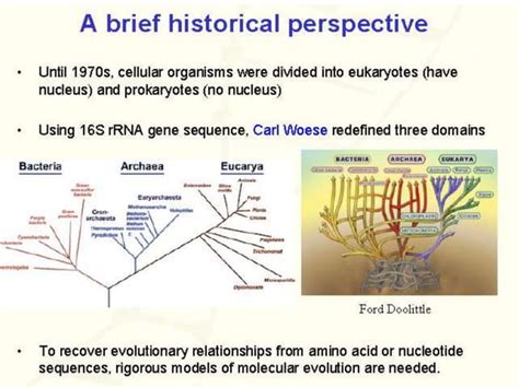 Molecular evolution