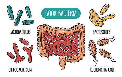 How Gut Bacteria Affects Cancer - Gastroenterologist Katy TX