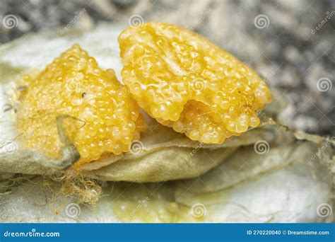 Unhatched Tiny Spider Eggs on the Silk Sac Web. Stock Photo - Image of ...