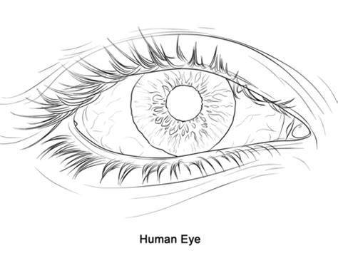 Human Eye coloring page | Free Printable Coloring Pages