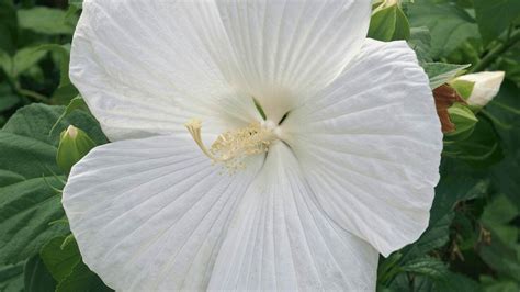 27 Rare Kinds of Hibiscus That Will Take Your Breath Away