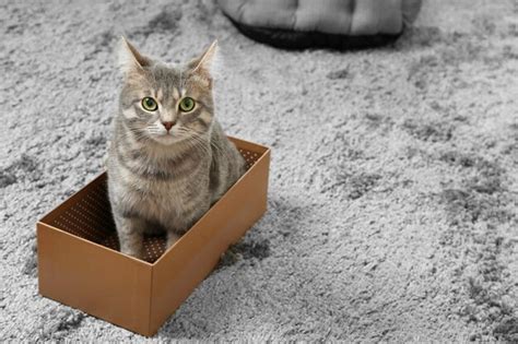 Premium Photo | Cute cat in cardboard box