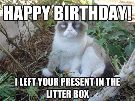 100 Best Happy Birthday Cat Memes & Images – The Random Vibez