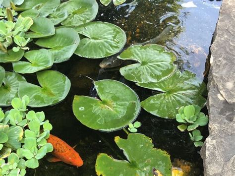 5 Types Of Koi Pond Plants And The Best And Worst Of Them - Greenwave ...