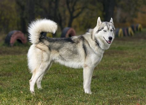 Husky Wolf Mix: How to Tell if a Siberian Husky Is Part Wolf | Cuteness