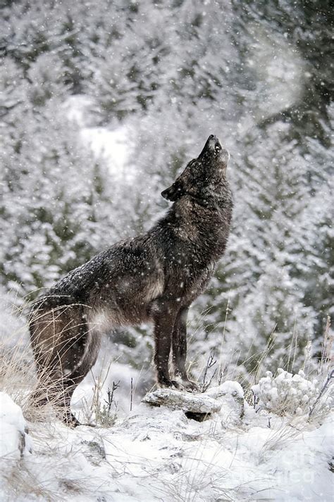 Black Howling Wolf Photograph by Wildlife Fine Art