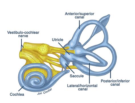 Inner Ear Vestibular System – Thompsons Road Physiotherapy