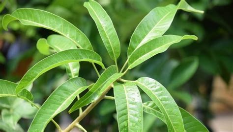 Here Is How To Grow & Care for a Mango Tree Indoors