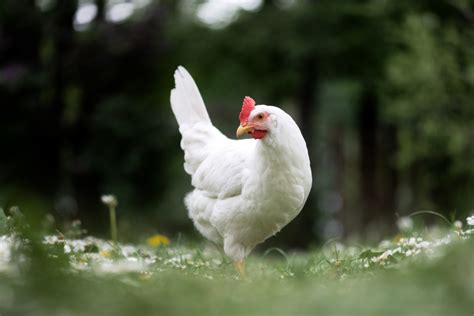 White Leghorn Chicken Breed Guide