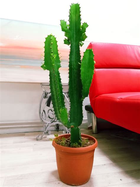 1 Mature Euphorbia Ingens Cowboy Cactus in Pot House Indoor Plant 45 ...