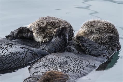 Sea Otters Holding Hands