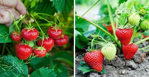 Organic Strawberry Plants – Strawberry Plants