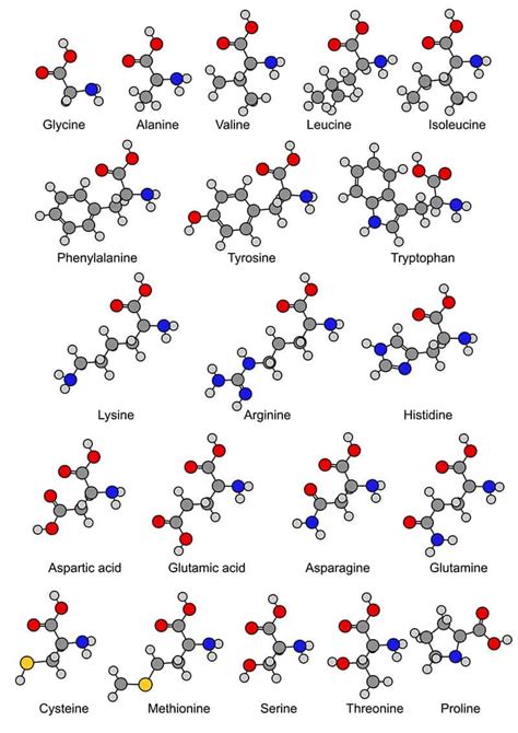 Hydrophilic and hydrophobic amino acids - pohreno