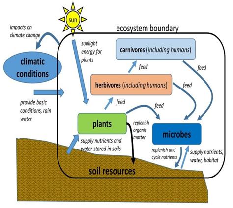 Ecosystem Map Diagram