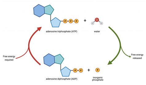 21.4 The ATP cycle – College Biology I