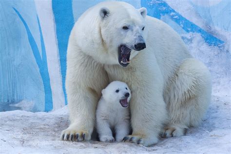 polar bear family polar bear ...