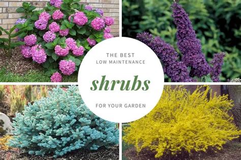 21 Low Maintenance Shrubs Anyone Can Grow | Gardenoid