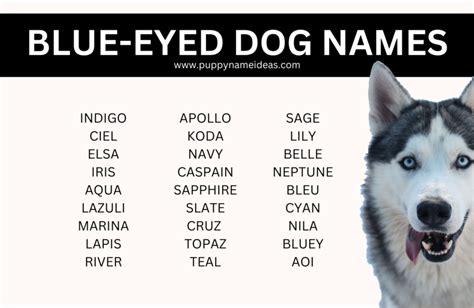 140+ Blue Eyed Dog Names - Puppy Name Ideas