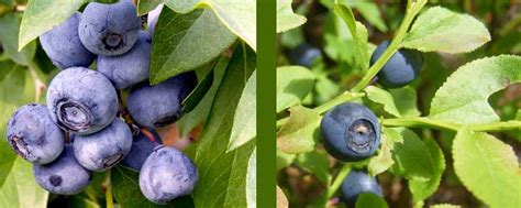 Bilberry vs Blueberry | NaturalAlternativeRemedy