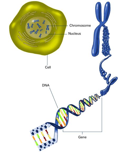 Chromosomes In Human Cell