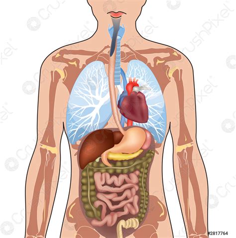 Complete body anatomy - ukrainenorthwest