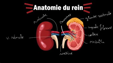 Anatomie du Rein S1: ساهل ماهل Validé%100 - YouTube