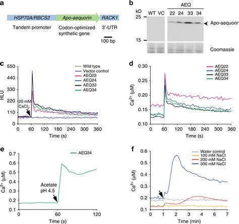 Establishment of an aequorin-based calcium assay in C. reinhardtii and ...