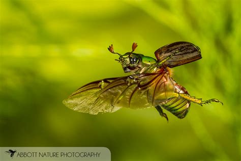 Insects in Flight