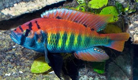 How to Set up an African Cichlid Tank: A Guide for Beginner Aquarists ...