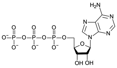 File:ATP structure.svg - Wikimedia Commons