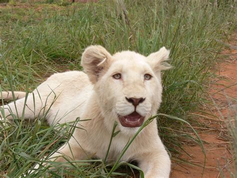 White Lion Cub Free Stock Photo - Public Domain Pictures