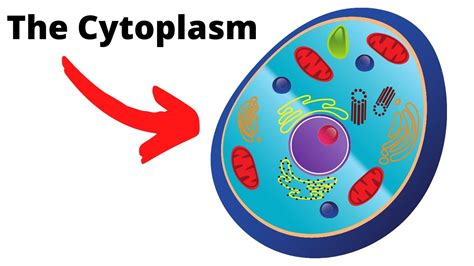 Cytoplasma