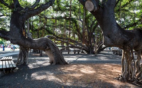 Lahaina Banyan Tree - Maui | Go Hawaii