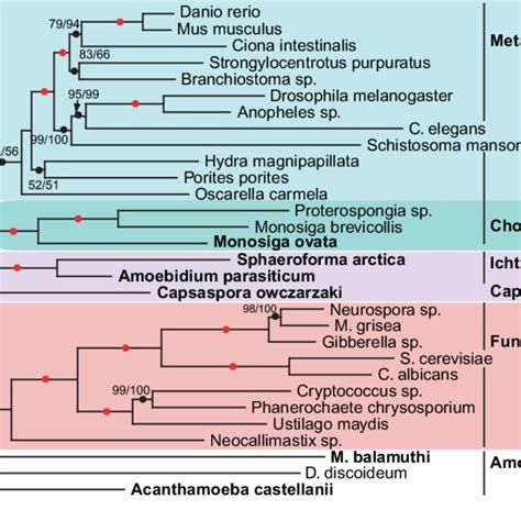 -Phylogeny of the opisthokonts based on concatenation of 110 ...