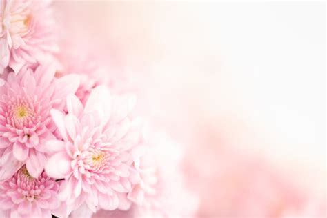 Background Flower Vector Pink | Best Flower Site