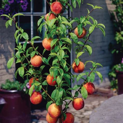 47 best Dwarf fruit trees images on Pinterest | Dwarf fruit trees ...