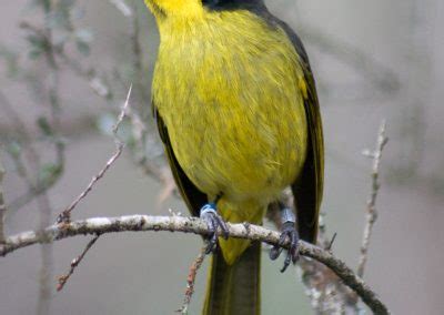 Helmeted Honeyeaters - Friends of the Helmeted Honeyeater Inc