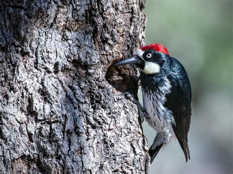 Acorn woodpecker - song / call / voice / sound.