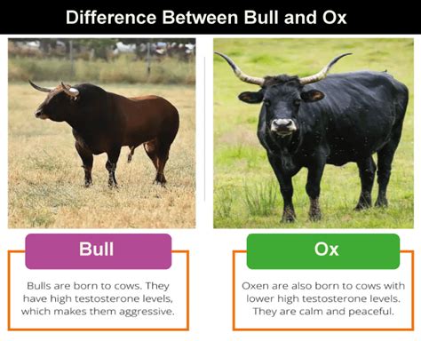 Difference Between Ox and Bull - javatpoint