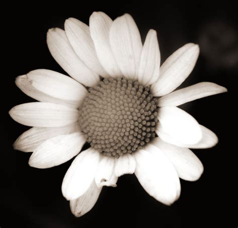 Fine Art Black And White Flower Photography | Best Flower Site