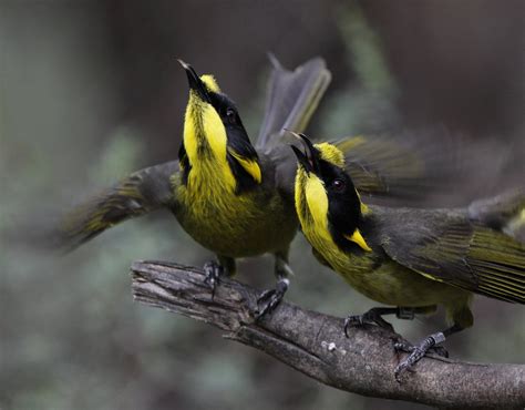 Helmeted Honeyeaters - Friends of the Helmeted Honeyeater Inc