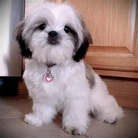 Adoption Shih Tzu Puppies For Sale Near Me - NEARSD