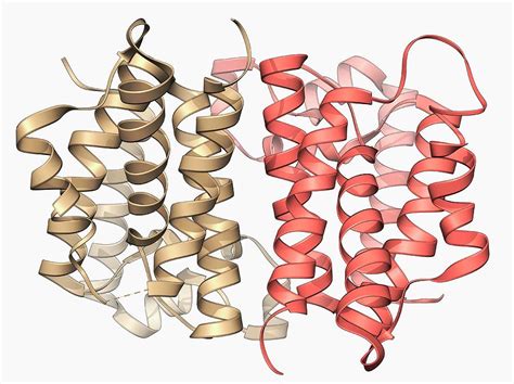 Rhomboid Protease Molecule Photograph by Laguna Design/science Photo ...