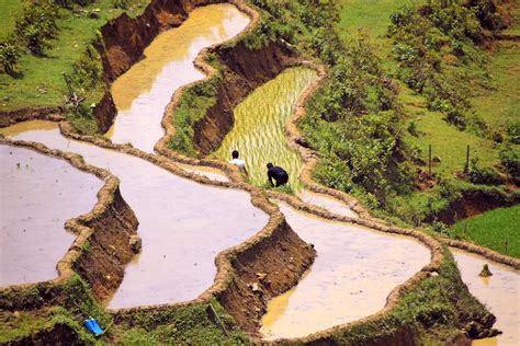 Fork It, Let's Travel!: Sapa Rice Terraces