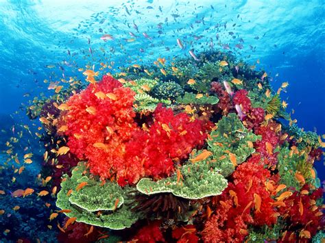 Genesis Nature Blog: Coral Reef Habitats