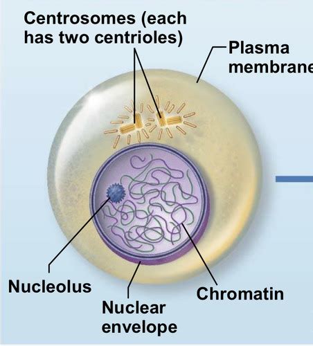 Cell Division Phases Flashcards | Quizlet