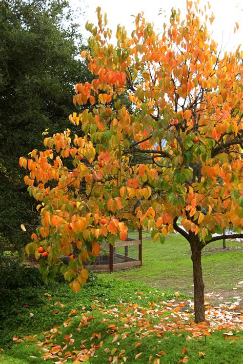 How to Plant and Grow Persimmon, Growing Persimmons From Seed ...